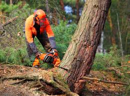 Best Organic Lawn Care Solutions  in White House, TN