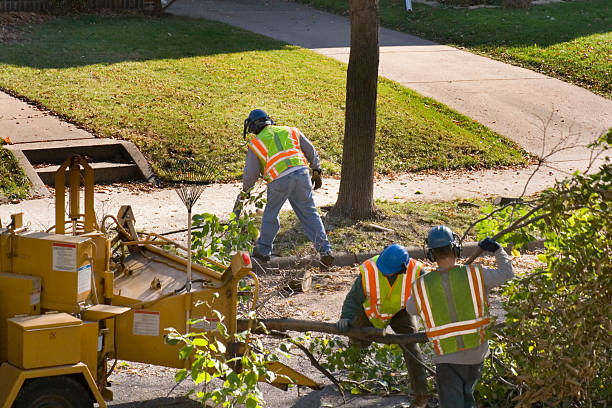Best Stump Grinding and Removal  in White House, TN