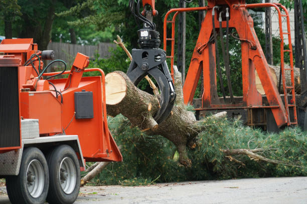 Best Seasonal Cleanup (Spring/Fall)  in White House, TN