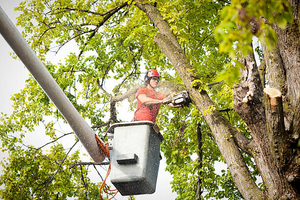 Best Root Management and Removal  in White House, TN