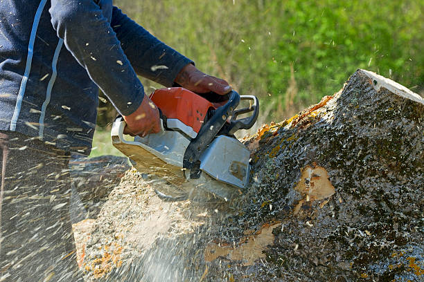 How Our Tree Care Process Works  in  White House, TN